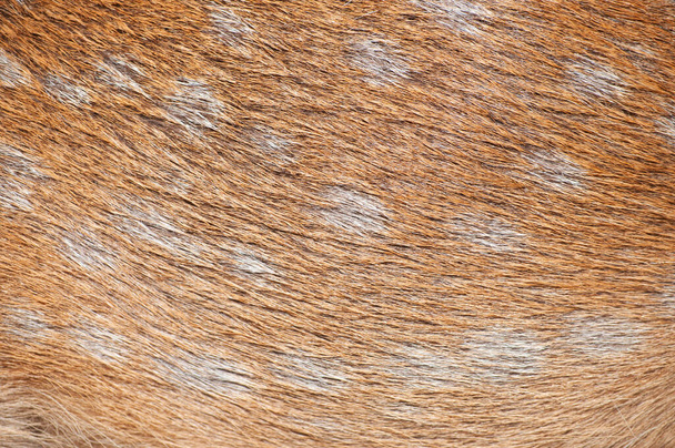 волосся оленя
 - Фото, зображення