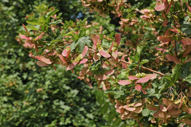 Feldahorn, Zweig mit Früchten und Blättern - Foto, Bild