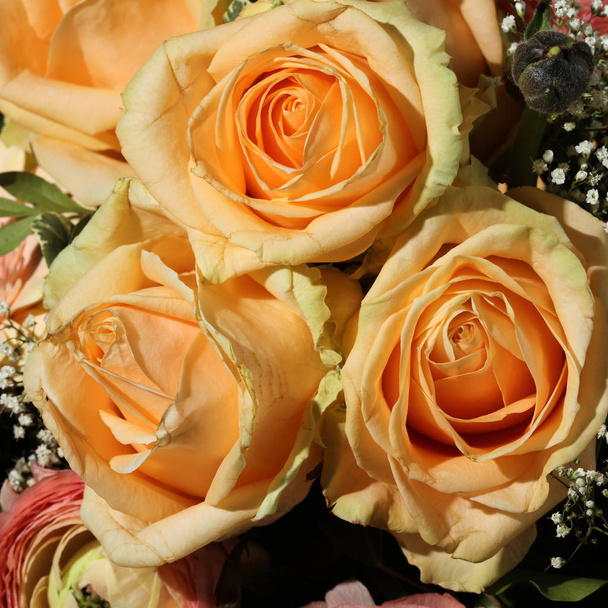 チェリー ブランデーのバラの花束 - 写真・画像