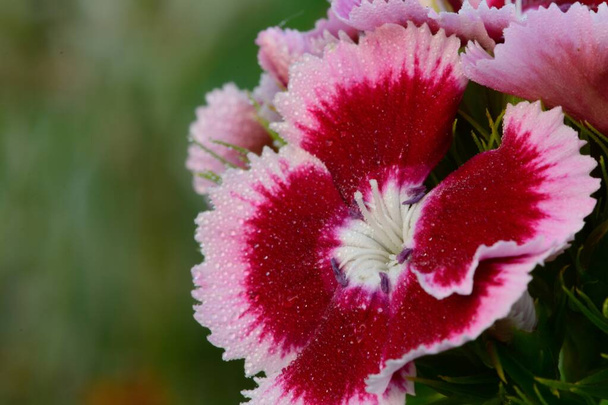 Dianthus barbatus - Foto, Bild