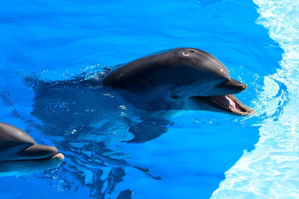 delfin  - Zdjęcie, obraz
