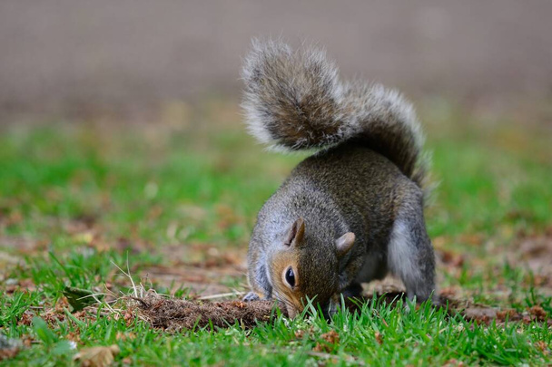 Dummes Eichhörnchen - Foto, Bild