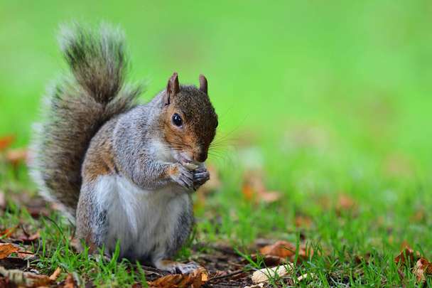 harmaa orava syö pähkinää
 - Valokuva, kuva