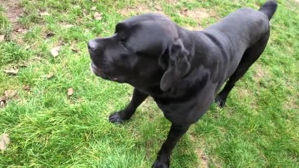Wielki czarny pies Cane Corso, zbliżenie. Czysty pies spaceruje po trawie. Pies czystej krwi pilnuje podwórka.. - Materiał filmowy, wideo