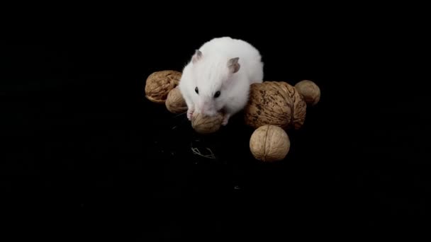 Hámster blanco sobre fondo negro. Un roedor está sentado cerca de las nueces. mascota, blanco lindo hámster come nueces
. - Metraje, vídeo