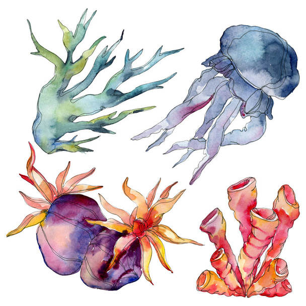 Jellyfish and aquatic underwater nature coral reef. Tropical plant sea isolated. Watercolor background illustration set. - Photo, Image