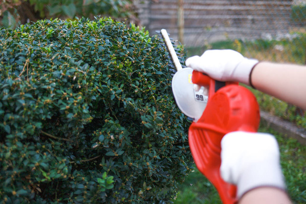 Homem corta um arbusto com aparador elétrico
 - Foto, Imagem