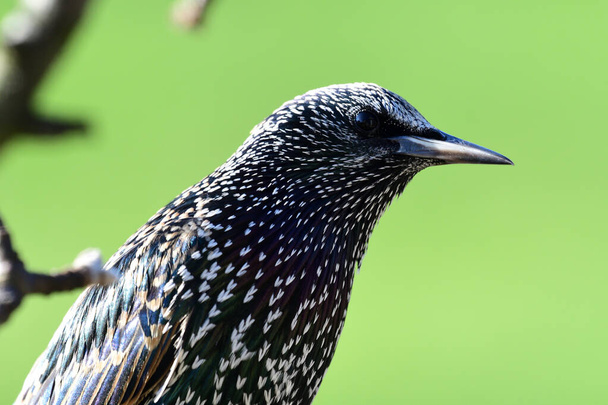 Common starling (sturnus vulgaris) - Photo, Image