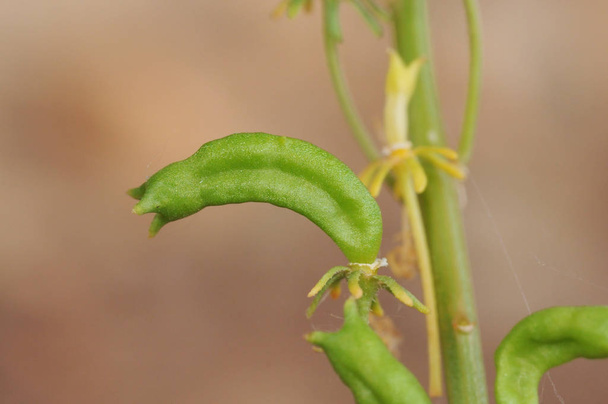 reseda Sorte färbt Rucola oder Unkraut schweißt Wolle und gelbes Unkraut grüne Früchte dieser Pflanze - Foto, Bild