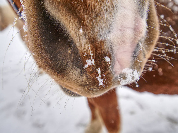 Портрет Изабеллы цветной лошади в зимний снегопад
 - Фото, изображение