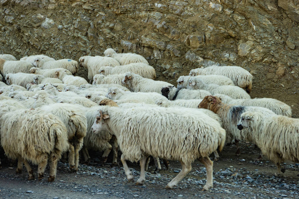 Овцы на грузинской военной дороге
 - Фото, изображение