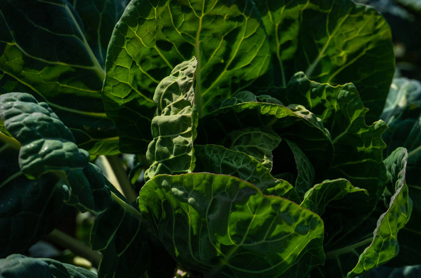 Organik gıda konsepti - Fotoğraf, Görsel