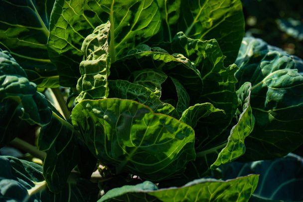 Organik gıda konsepti - Fotoğraf, Görsel