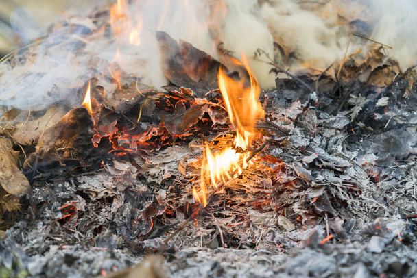 燃やす葉。森の中で火事だ。燃える葉からの有害な煙.  - 写真・画像