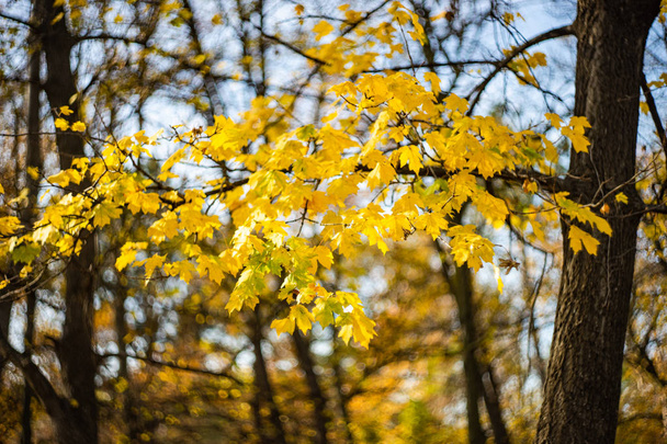 Conceito de natureza outonal com folhas acer amarelas
 - Foto, Imagem