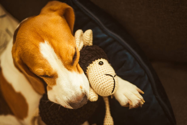 Чарівна собака Бігль спить зі своєю улюбленою овечою іграшкою. Тло канабіну. Лінивий дощовий день на дивані
 - Фото, зображення