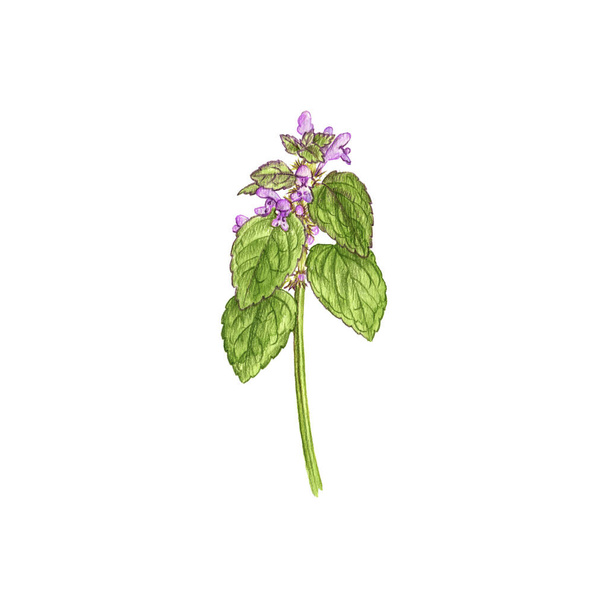 red dead-nettle flower, drawing by colored pencils - Foto, Imagem