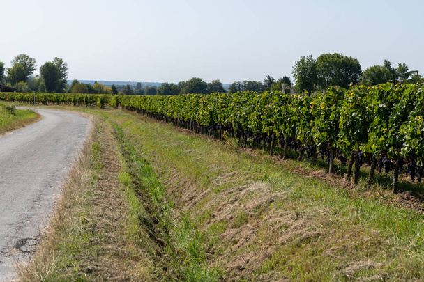 Wijngaarden in Saint-Emilion Unesco Werelderfgoed Bordeaux wegwijn - Foto, afbeelding