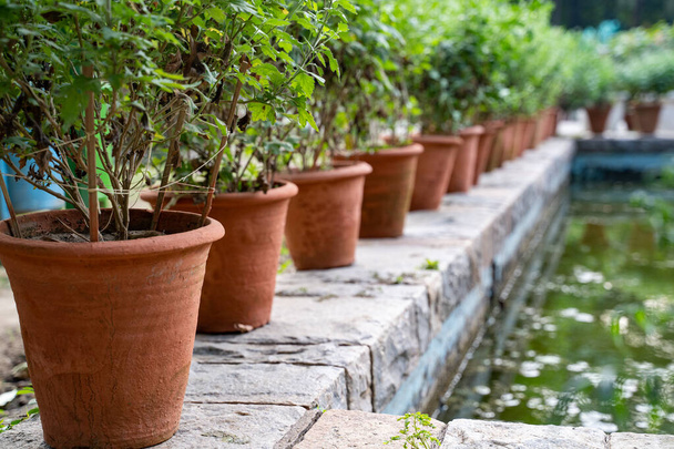 Potted plants sit on a cement wall near the Glass House greenhou - Photo, Image