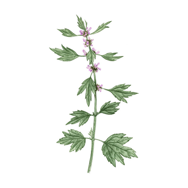 motherwort flower, drawing by colored pencils - Foto, afbeelding