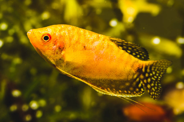 Aquarium Fish Golden gourami Trichogaster trichopterus Gold in fish tank - Photo, Image