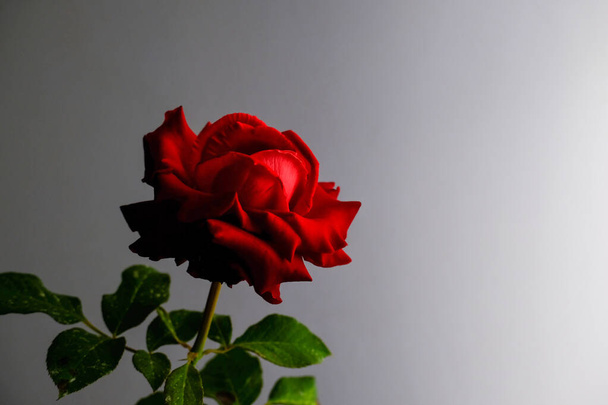 Фестиваль троянд для романтичних свят - Фото, зображення