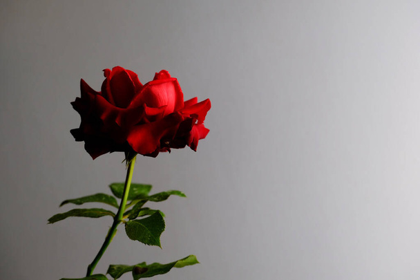 Фестиваль троянд для романтичних свят - Фото, зображення