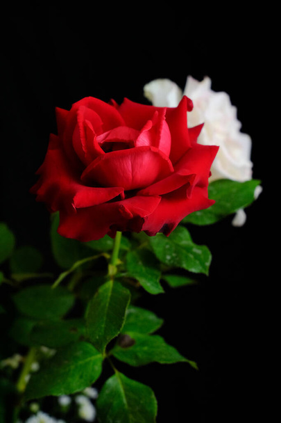 Roses for romantic Valentines Festival - Photo, image