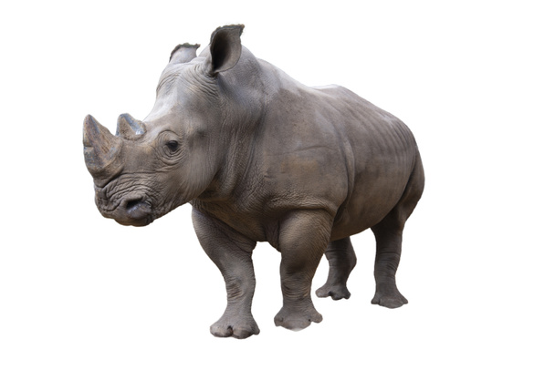 White Rhino - Zdjęcie, obraz