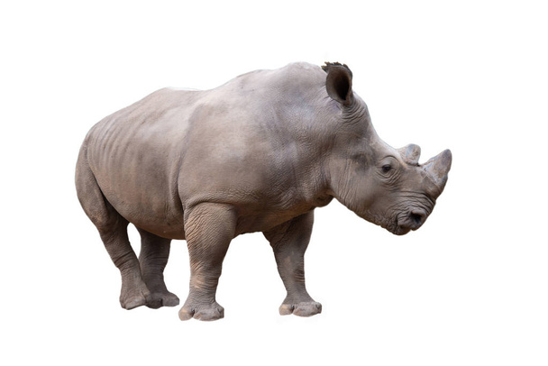 Rinoceronte branco
 - Foto, Imagem