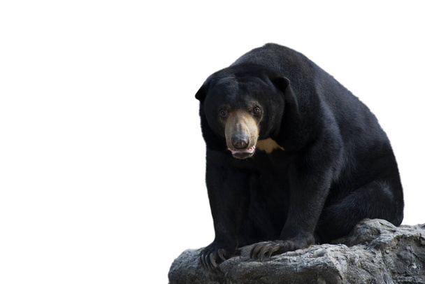 Малайський ведмідь
 - Фото, зображення