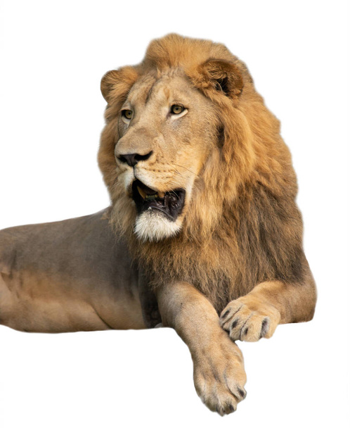 Leão macho
 - Foto, Imagem