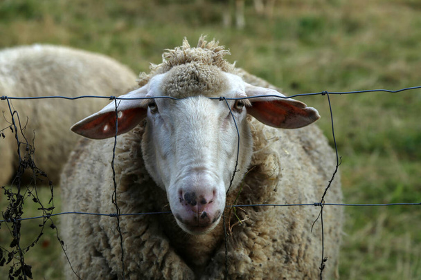 moutons blancs derrière le fil regarde le photographe
 - Photo, image