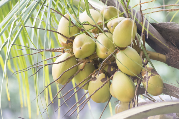 A Cocos nucifera kókuszfa a Cocos nemzetséghez tartozó Arecaceae pálmafák családjába tartozik. A kókuszdió vagy az archaikus kókuszdió kifejezés utalhat az egész kókuszpálmára, a magra vagy a gyümölcsre, amely botanikailag egy dob, nem pedig dió..  - Fotó, kép