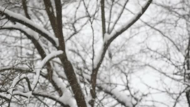 Draußen schneit es. Wintersaison. Im Hintergrund läuft die verschwommene Silhouette eines Mannes. Zeitlupe - Filmmaterial, Video