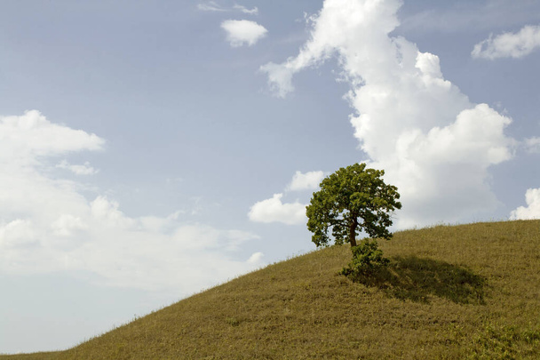 夏の風景。丘の上の孤独な木 - 写真・画像