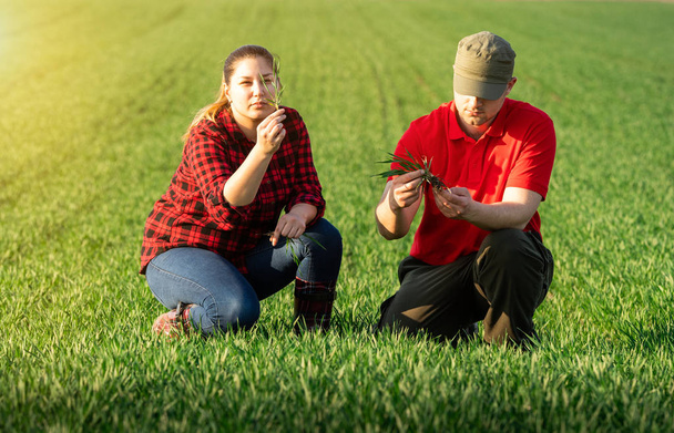 Młodzi rolnicy badający uprawę pszenicy  - Zdjęcie, obraz