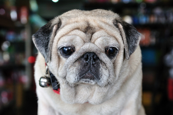 Portret van schattige pug puppy hondje - Foto, afbeelding