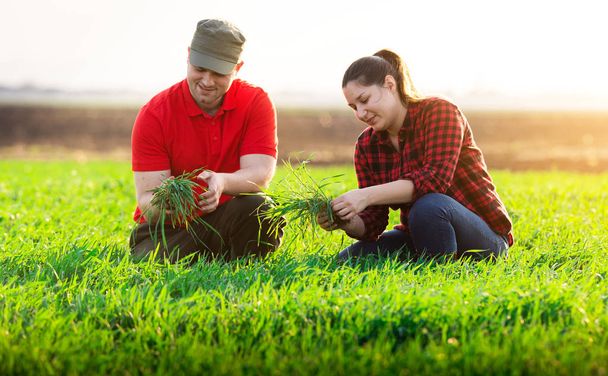 Νέοι γεωργοί που εξετάζουν φυτευμένο σιτάρι  - Φωτογραφία, εικόνα