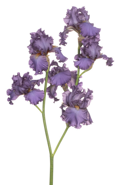 iris flower isolated - Fotó, kép