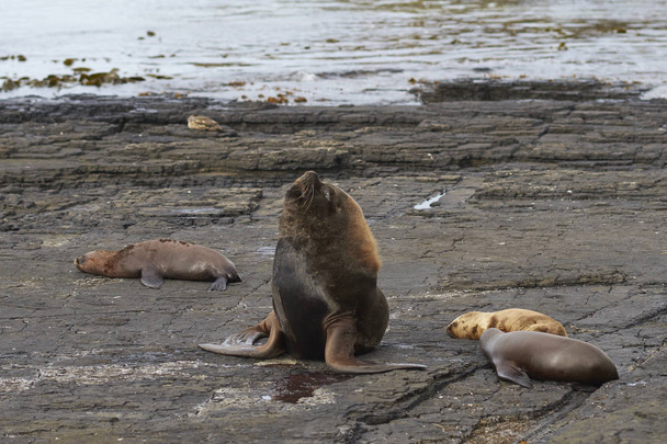 Group of Southern Sea Lion (Otaria flavescens) on the coast of Bleaker Island in the Falkland Islands. - 写真・画像