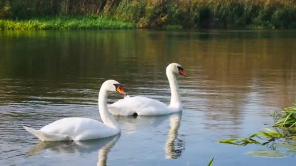 Dos cisnes blancos nadando en el río rodeado de hierba de agua verde
. - Metraje, vídeo