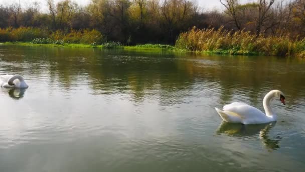Лебеди в лесном озере в теплую осень
. - Кадры, видео