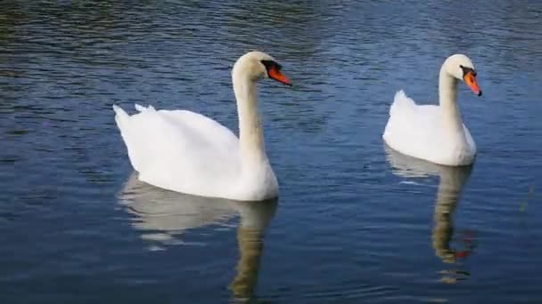 Twee mooie witte zwanen op het blauwe water. - Video