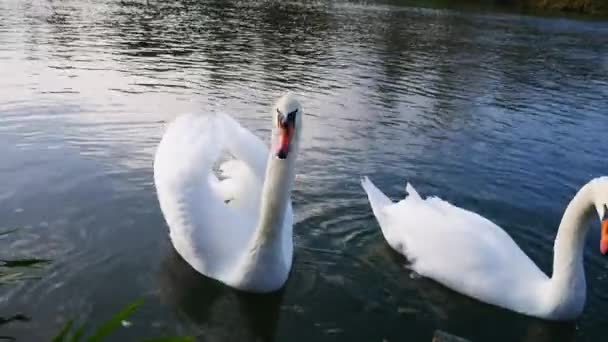Dois cisnes brancos na água estão comendo. Cisnes são alimentados por pessoas
. - Filmagem, Vídeo