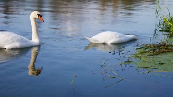 Two swans take out the algae from the river bottom. - Footage, Video