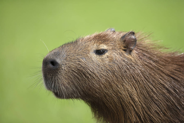 Zavřít Capybara na zeleném pozadí - Fotografie, Obrázek