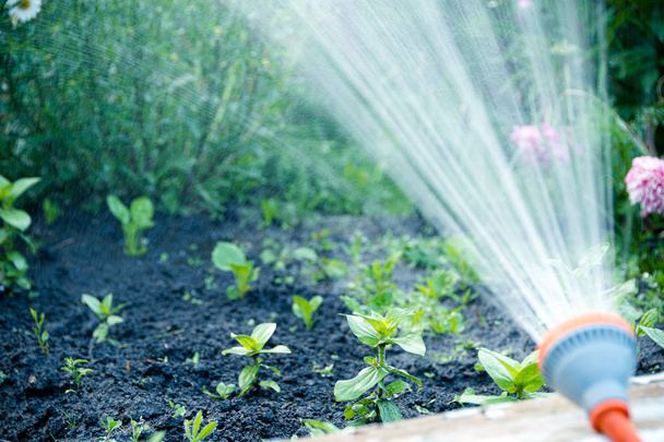 Watering beds and plants in summer garden from sprinkler - Photo, Image