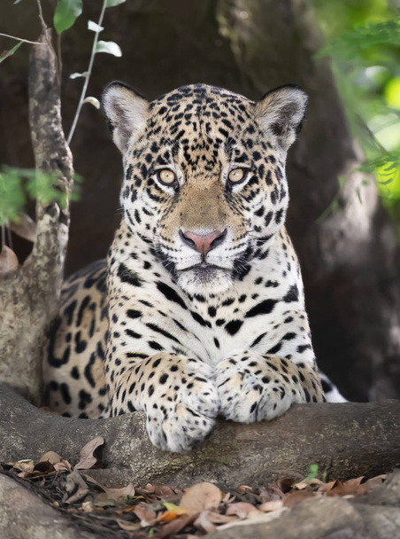 Nahaufnahme eines Jaguars, der auf einem Baum liegt - Foto, Bild