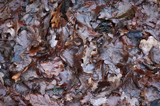 Top näkymä kerros pudonnut tammen lehdet märkä sateesta. Syksyn tausta
 - Valokuva, kuva